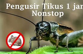 Download Suara Jangkrik Pengusir Tikus Mp3